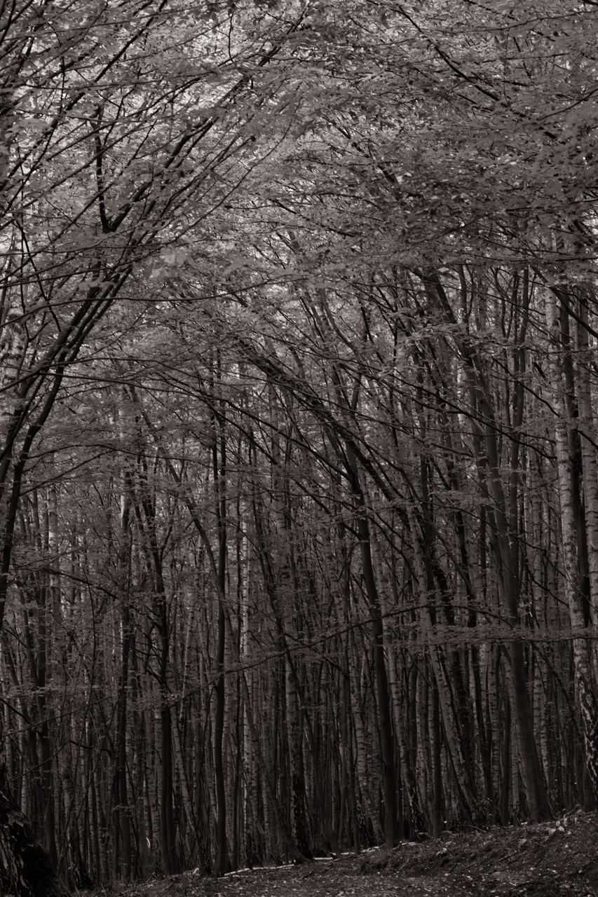 Birch Forest