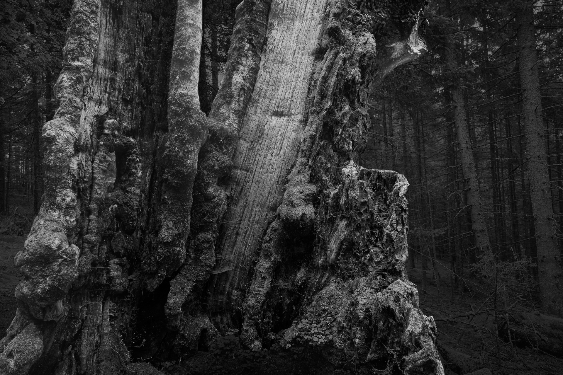 Half of a Tree