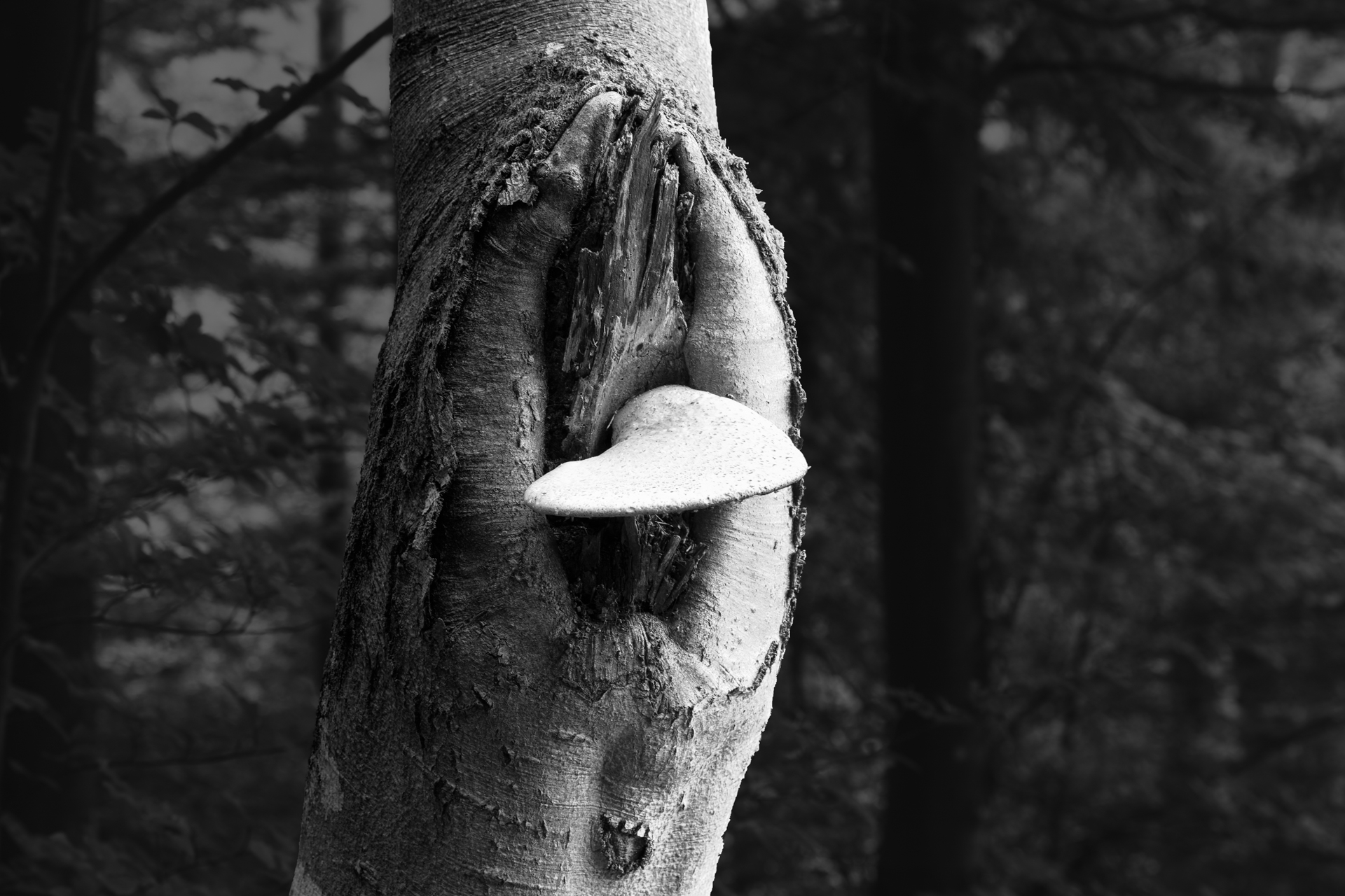 Tree Trunk 1