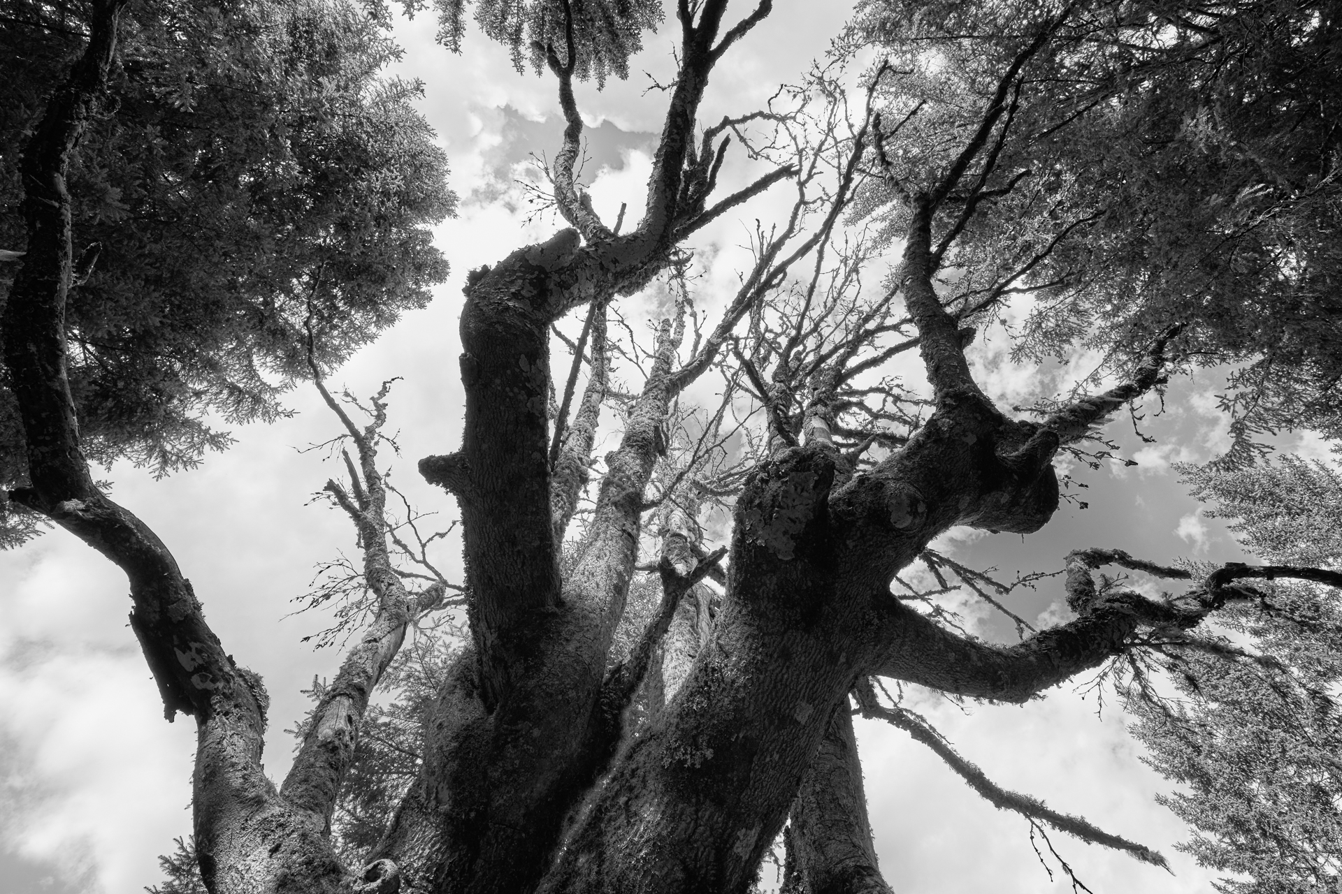 Wooden Creature